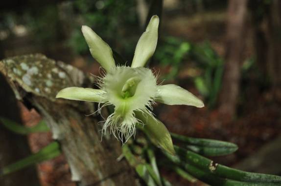 Coleção de flores no terreno da árvore sagrada dos mayas, em Chiquila, costa norte do Yucatán, no México